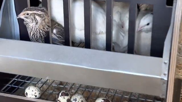 Клетка для перепелов КП 10 Д смотреть онлайн