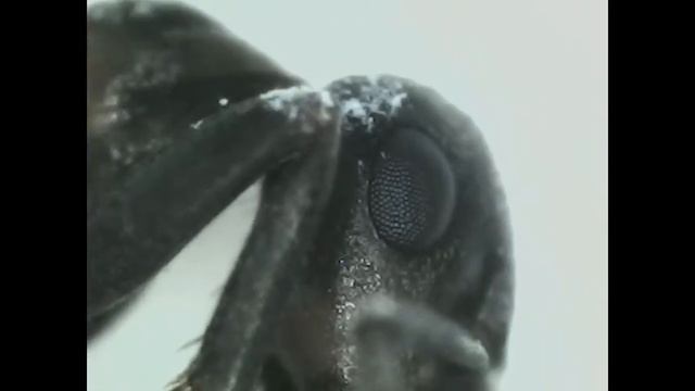 Рыжие лесные муравьи не для новичков. Formica Aquilonia. смотреть онлайн
