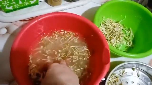ДЕНЬ 4 СУПЕР МАШ. Показываю какая длина ростков за четыре дня. Посеем Пожуем смотреть онлайн