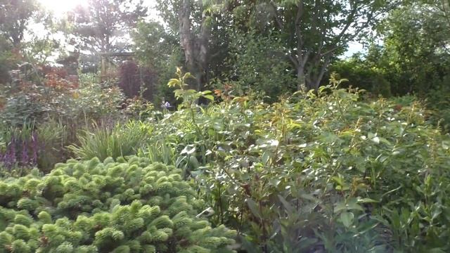 Шалфей дубравный. Сирень Майера на штамбе. смотреть онлайн