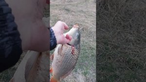 Рыбалка на реке Пахра 2023г.