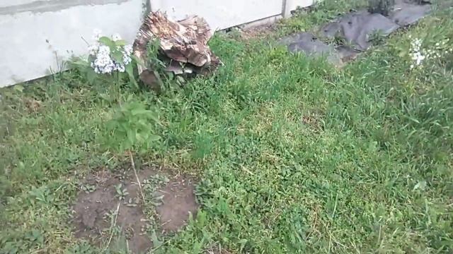 пересорт от Агро маркета сирень смотреть онлайн