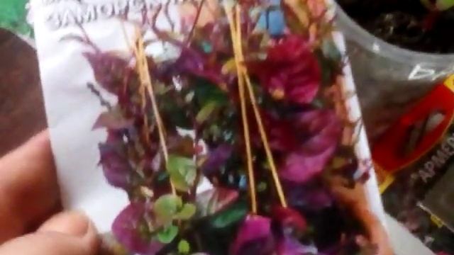 Новые всходы обзор !???Новосибирск 2019 Декабрь !