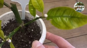 Бутоны на черенках цитруса оставлять или удалять бутоны на лимоне