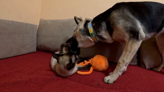 КОТЁНОК ПАНДА И ОВЧАРКА ГРЕТТА ПРОТИВ СТИНГЕР ФЛИННА ИЗ САД БАНБАН !!! смотреть онлайн