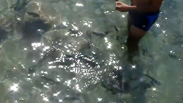 Fish feeding in Sharm Al-Shaikh 2 смотреть онлайн