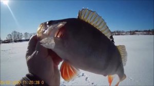 Ловим плотву в конце февраля