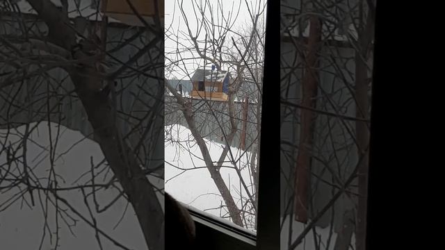Покормите птиц зимой. смотреть онлайн