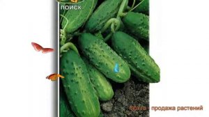Огурец обыкновенный Родничок F1 (rodnichok f1) ? обзор: как сажать, семена огурца Родничок F1