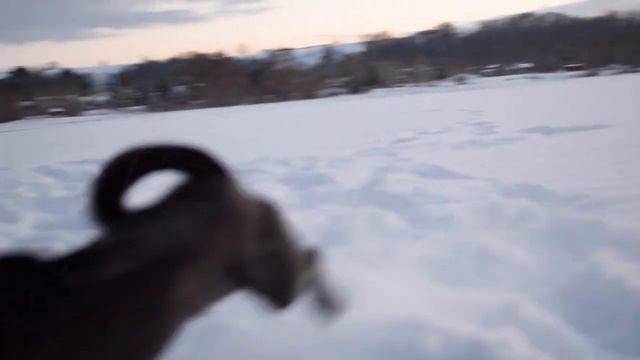 Our Loyal Friends/Наши верные друзья