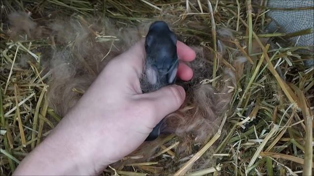 Окрол крольчихи НЗК+ ФЛАНДР=??? //Жизнь в деревне !!! смотреть онлайн