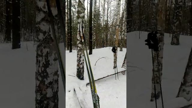 Обзор классических лыж Fischer Cl Cold Med Nis смотреть онлайн