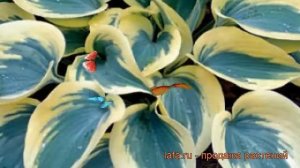 Хоста гибридная Отем Фрост (hosta) ? хоста Отем Фрост обзор: как сажать рассада хосты Отем Фрост