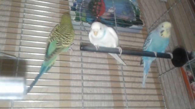 Большая семья волнистых попугаев в одной клетке смотреть онлайн