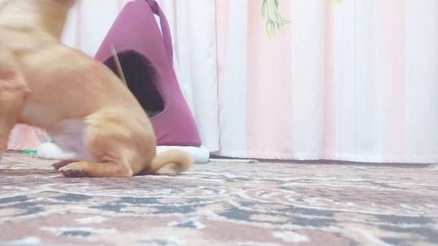 Учим собаку командам сидеть, лежать, ползти, место и дай лапу🐕 смотреть онлайн
