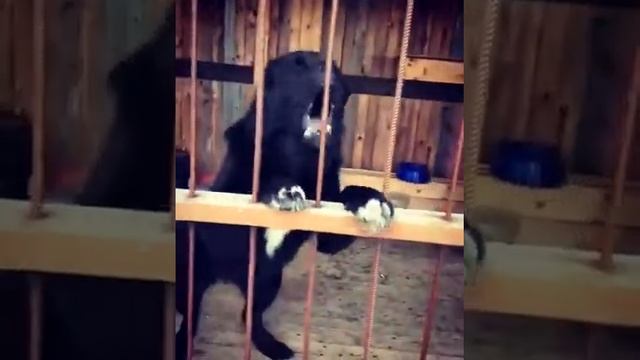 Газван, САО, Черный Алабай, среднеазиатская овчарка СПБ смотреть онлайн