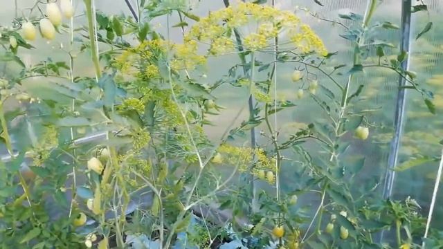 СДЕЛАЙТЕ это и ТОМАТАМ СТАНЕТ ЛЕГЧЕ ДЫШАТЬ. ПАСЫНКОВАНИЕ ТОМАТОВ. Уборка в теплице. смотреть онлайн