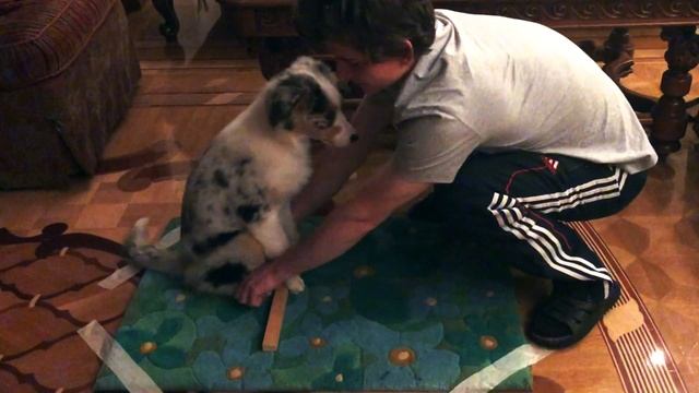 Дрессировка аусси: "Сидеть, лежать, стоять (комплекс)" - 2 смотреть онлайн