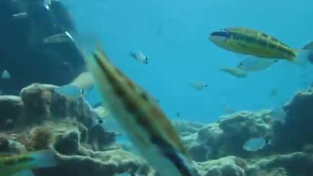 deep sea diving karaburun alanya turkei janina tauchen arycanda hotel karaburun turkei смотреть онлайн