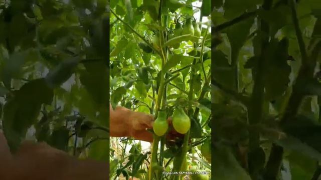 КОКТЕЙЛЬНЫЕ ТОМАТЫ? #семенатоматов #помидоры #dwarf #огурцы #томаты #сад смотреть онлайн