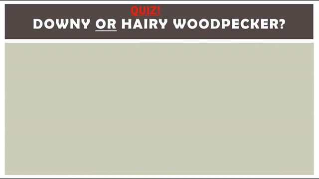 All About Woodpeckers смотреть онлайн