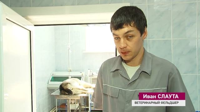 Пластическая хирургия для животных смотреть онлайн