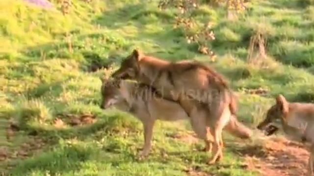 Wolf Mating смотреть онлайн