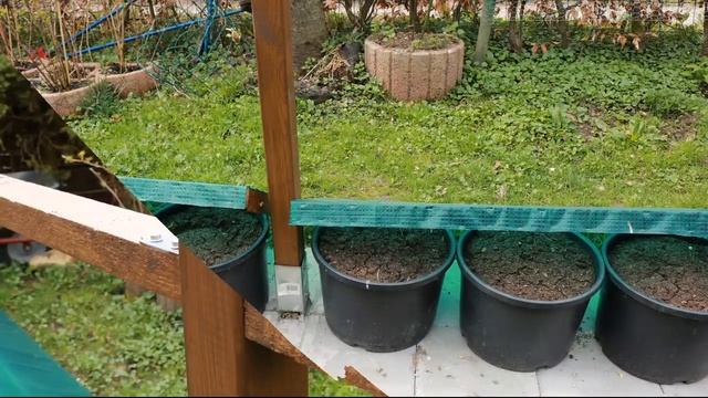 Шпалера.Вьющиеся растения.Огород Баварский.