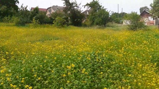 Белая горчица это не только лучший сидерат но и хороший медонос! смотреть онлайн