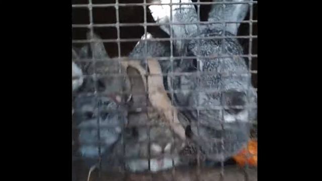 Кормление крольчат соей смотреть онлайн