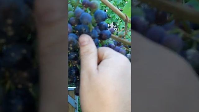 Технический сорт винограда Монарх. смотреть онлайн