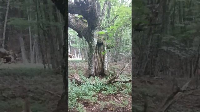 гора Бойко. Крым смотреть онлайн