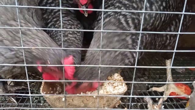 КЛЕТОЧНОЕ ИЛИ НАПОЛЬНОЕ СОДЕРЖАНИЕ КУР НЕСУШЕК смотреть онлайн