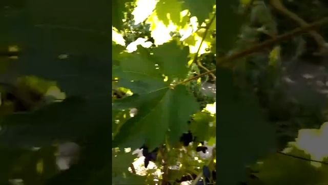 Самый ранний виноград - Атос