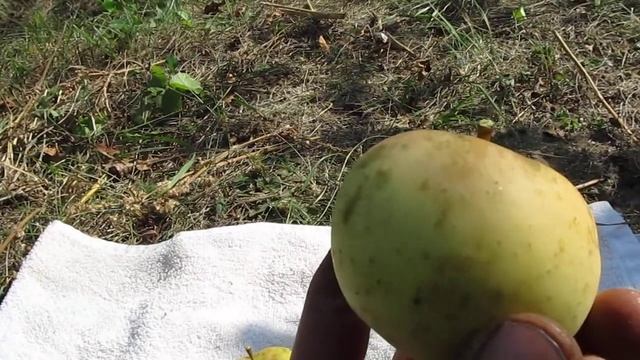 Сорт яблок Голден Делишес Рейндерс смотреть онлайн