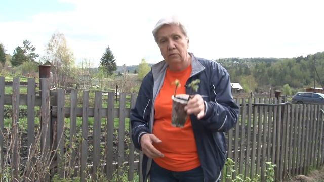 Голова садовая - Цветная смородина смотреть онлайн