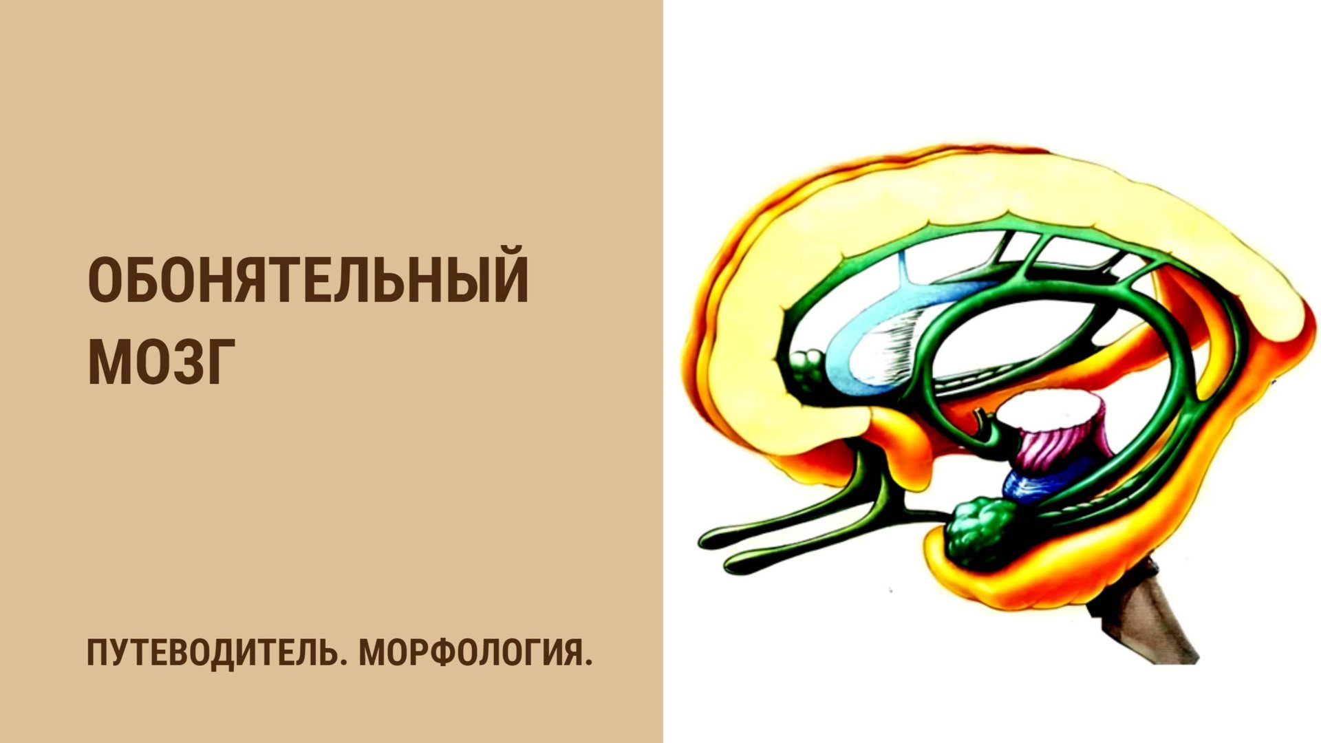 Обонятельный мозг смотреть онлайн