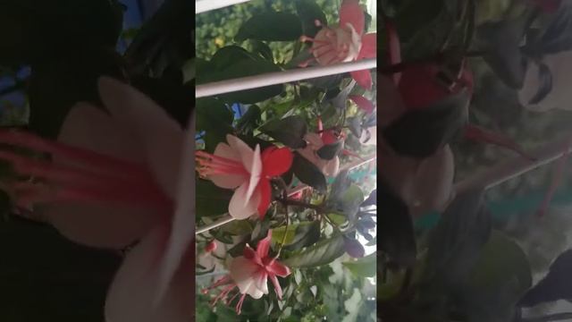 фуксия Dollar Princess и Aretes Arroyo Grande