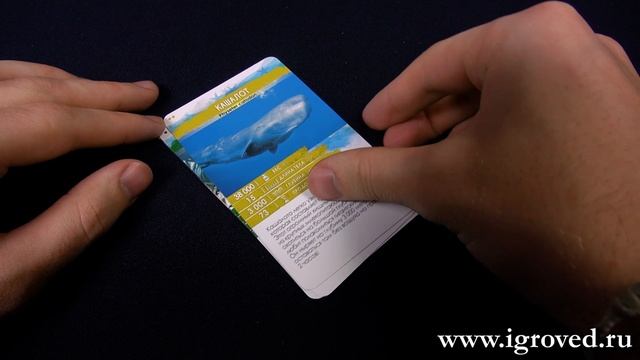 Секреты Планеты: Морские обитатели. Обзор настольной игры от Игроведа смотреть онлайн