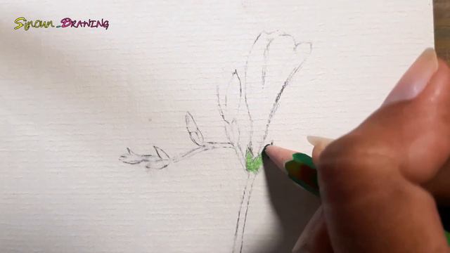 Freesia drawing with color pencil смотреть онлайн