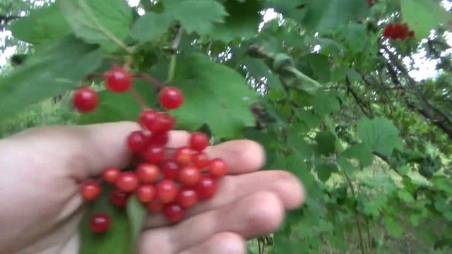 За белыми грибами Много белых грибов! For porcini mushrooms смотреть онлайн