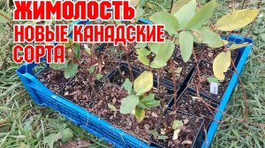 Высаживаем новые сорта Канадской жимолости!
