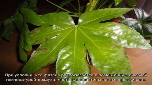 Фатсия японская — уход в домашних условиях