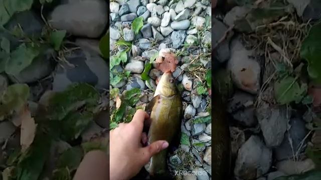 Рыбалка в горячем ключе карась, линь (РЫБАЦКИЙ ОСТРОВ) смотреть онлайн