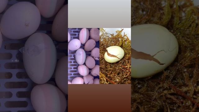 Куриные яйца VS яйца улитки архахатина овум. Нашли отличия? #вылуп #яйца #улитки #овум #ульхауз смотреть онлайн