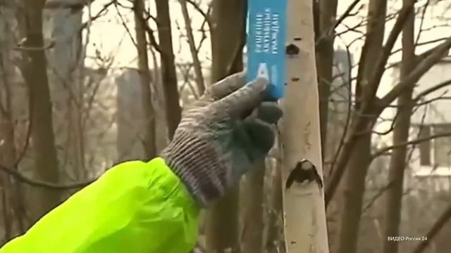 В Москве проходит акция «Миллион деревьев» смотреть онлайн