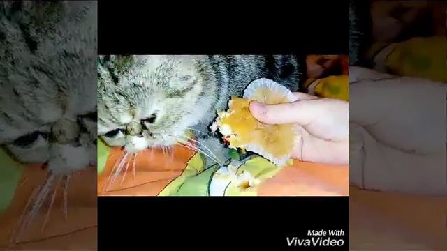 Время кексов смотреть онлайн