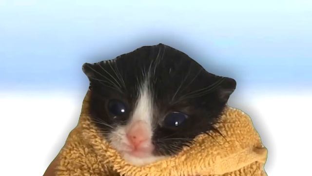 Kitten Meows x Gummy Bear смотреть онлайн