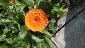 Календула многоликая