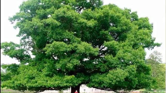 Природные зоны Южной Америки. География 7 класс. смотреть онлайн